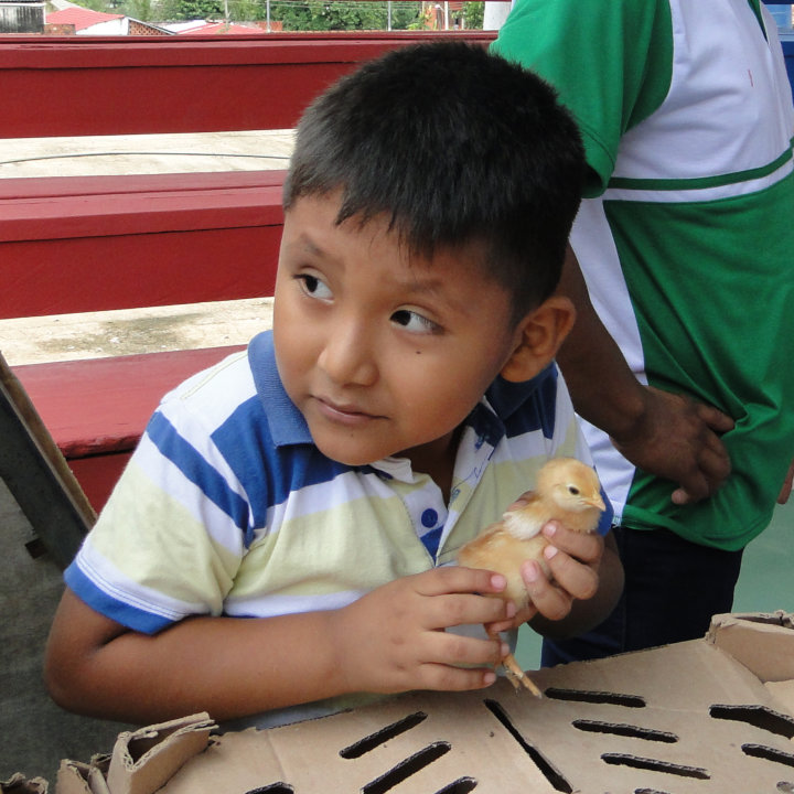 Bild: Kind mit Kueken